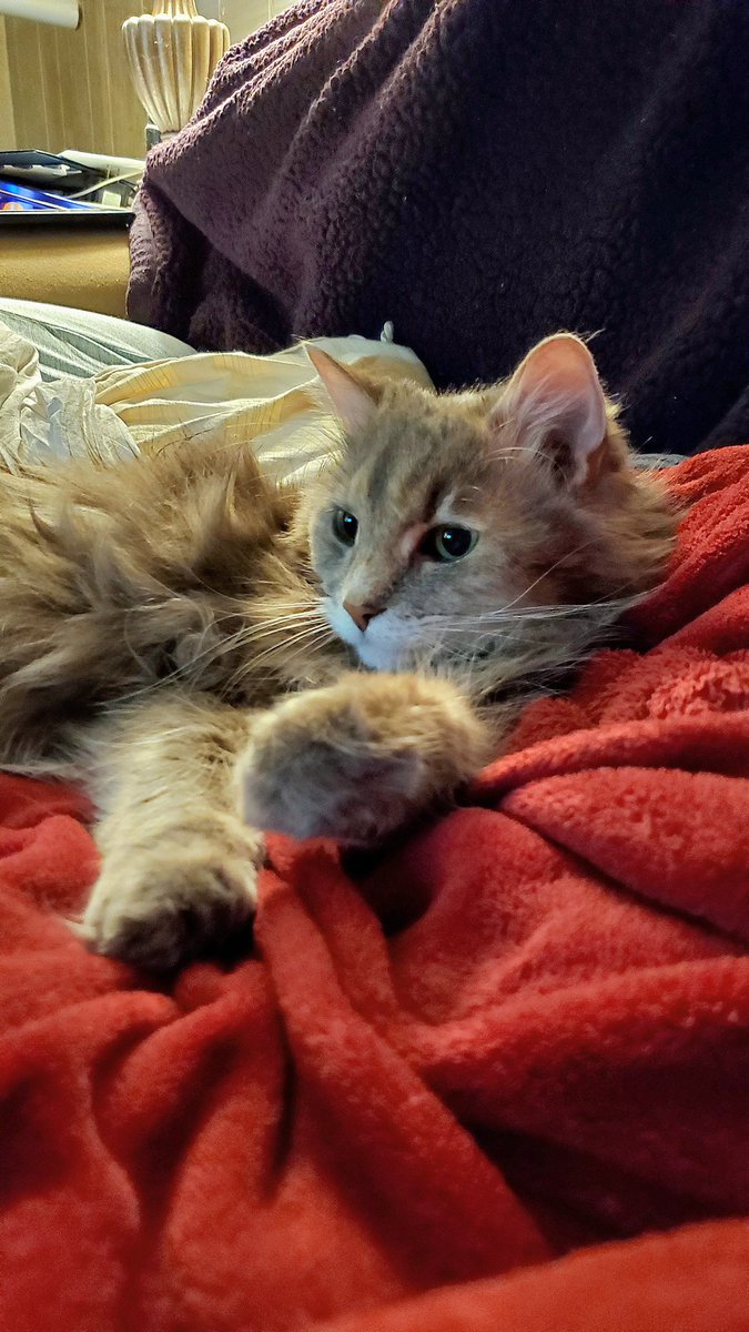 MissPuskar's tweet photo. Sasha. 🐾♥️
#cats #superfluff #diva #AdoptDontShop https://t.co/2h7gtxqInl