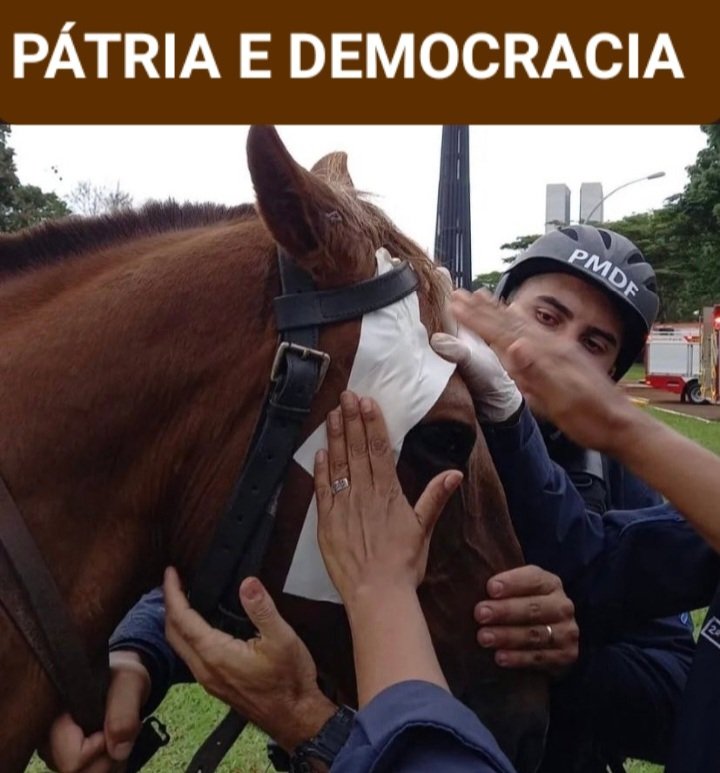 rodneipires's tweet photo. Cavalo sendo socorrido após ser atacado com pedaços de ferro nos atos terroristas em Brasília. #bolsonarista #GolpeDeEstado #brasilia #Brazil https://t.co/L70cfVRoXd