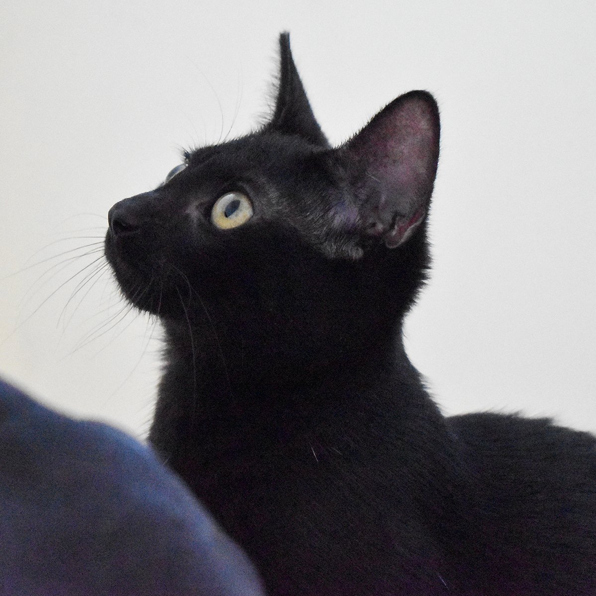 GatosPty's tweet photo. Hermoso y juguetón gatito en adopción 🐱 Mape es un gatito cariñoso 💞 con ganas de mucho amor 😍 que busca una familia 👪 responsable que lo reciba y le de todos los cuidados que se merece.
Se entrega esterilizado y desparasitado.
📲 6491-1732 https://t.co/ooMwDSAkcA