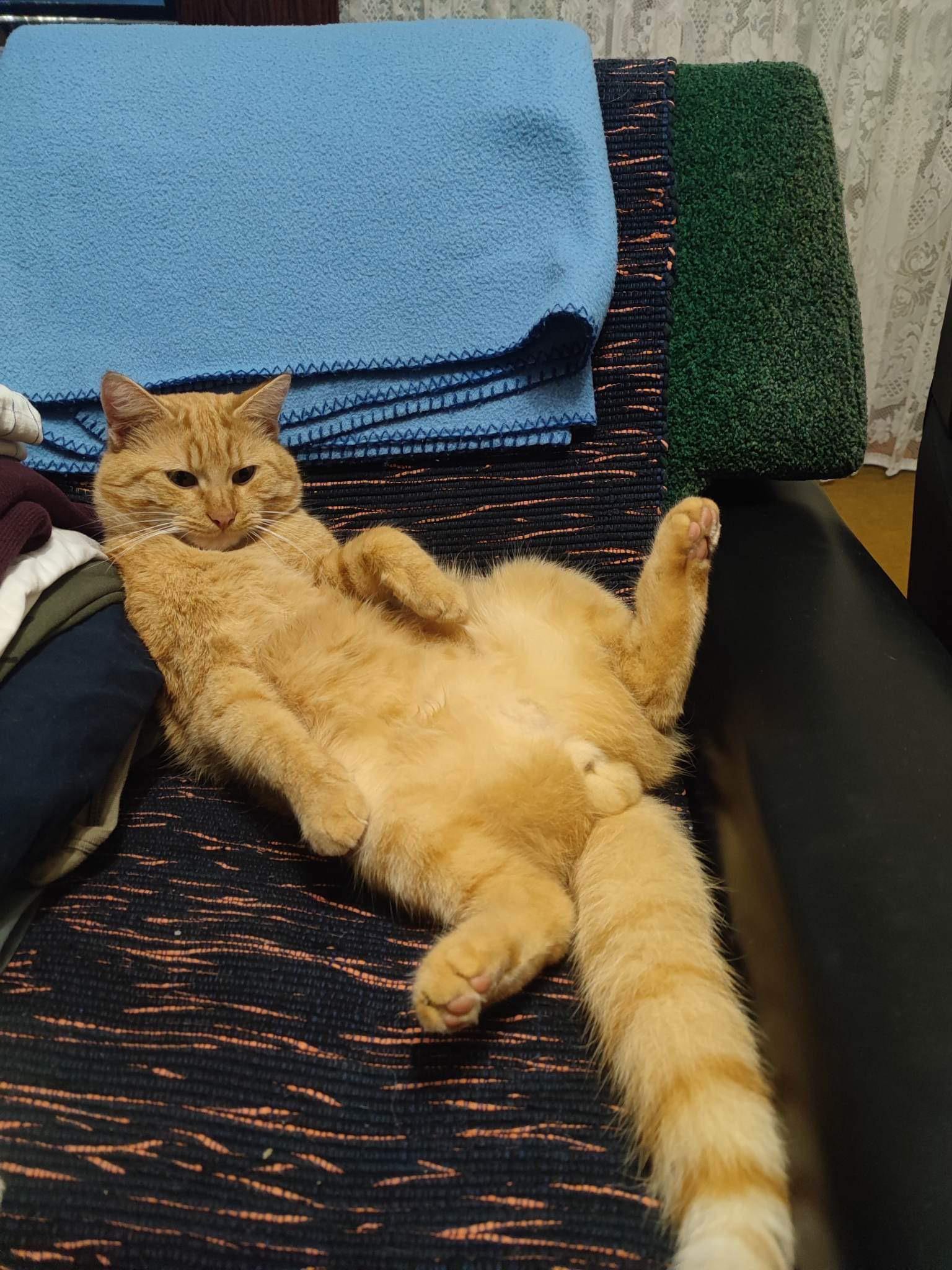 Cat with hotsell big balls