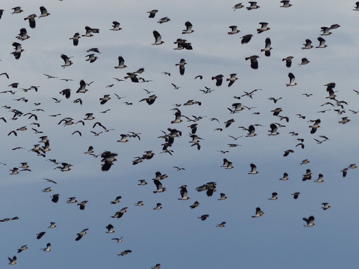 IreneBoston2's tweet image. It's astonishing, Andy. Holkham freshmarsh is just teeming with Lapwing. Been here 20 years and it's hard to recall such a similar spectacle in terms of sheer numbers of wildfowl, geese and raptors.