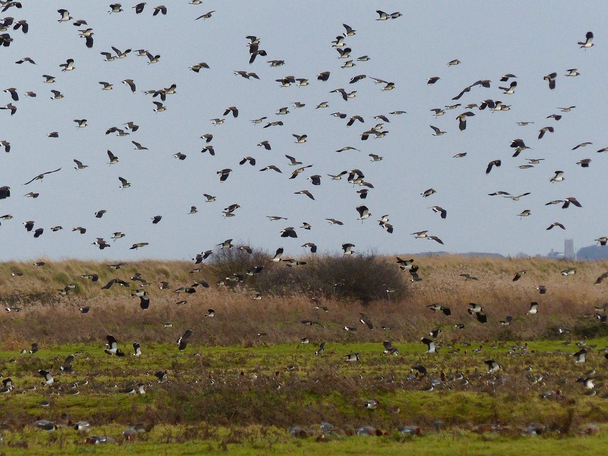IreneBoston2's tweet image. It's astonishing, Andy. Holkham freshmarsh is just teeming with Lapwing. Been here 20 years and it's hard to recall such a similar spectacle in terms of sheer numbers of wildfowl, geese and raptors.