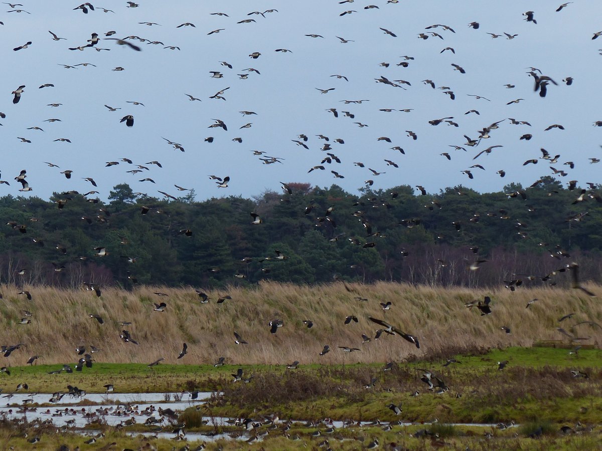 IreneBoston2's tweet image. It's astonishing, Andy. Holkham freshmarsh is just teeming with Lapwing. Been here 20 years and it's hard to recall such a similar spectacle in terms of sheer numbers of wildfowl, geese and raptors.