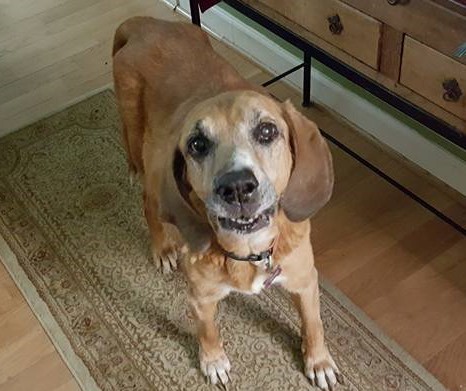 DmW_Twit's tweet image. My hound dog Libby. She was both one of my greatest joys and my biggest pains in the ass. She found no greater joy than to bust past me out of the door. I could hear her deep in the woods baying at something but she always came home. I miss her.