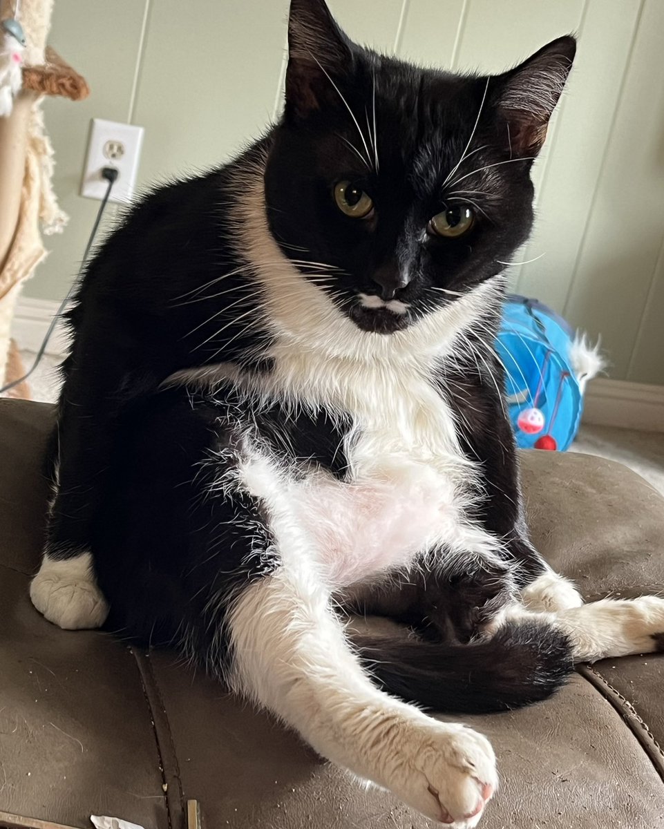 Epoch The Cat tweet media