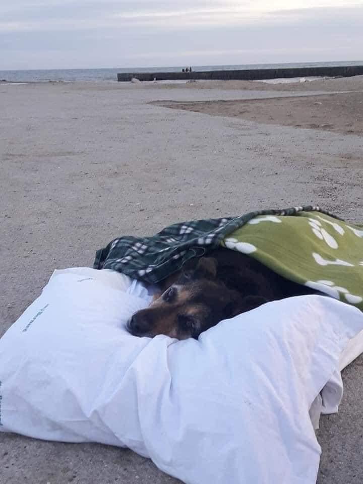 MattoneFabian's tweet photo. Un hombre q llevó a su perrita en estado terminal a ver el mar por última vez escribió: 
“Soy un loco por haberte traído aquí en tu condición, pero quería regalarte esta emoción, sé q te encanta ver la inmensidad del mar; la misma inmensidad del amor q tengo para ti, Greta”. 😪 https://t.co/QeOhnT8Rkq