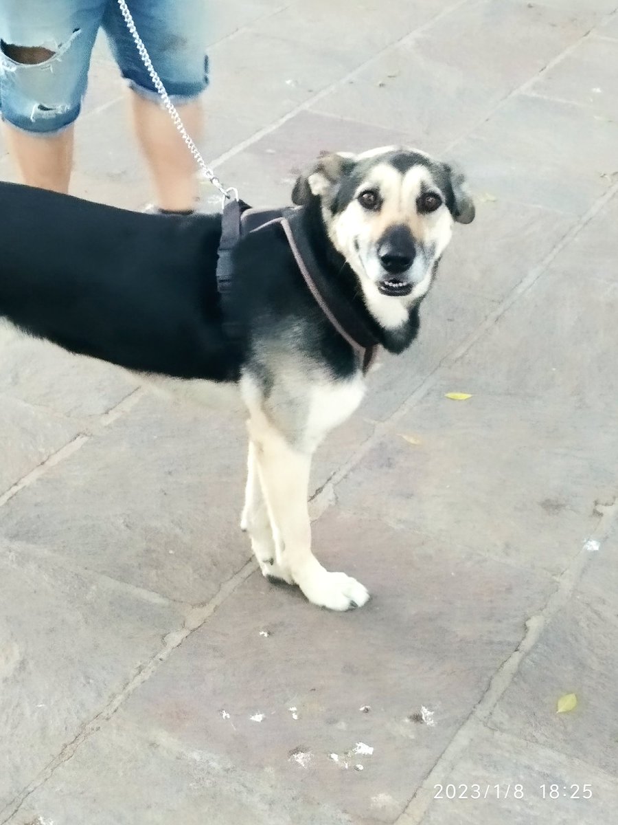 Policía Local de Arona tweet media