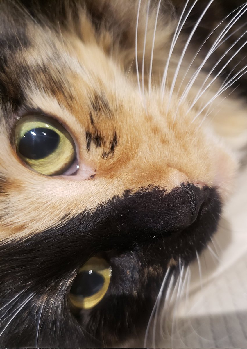 TheArtOfBeo's tweet image. Tinker 🐾 
#BestOfTwitter #CatsOfTwitter