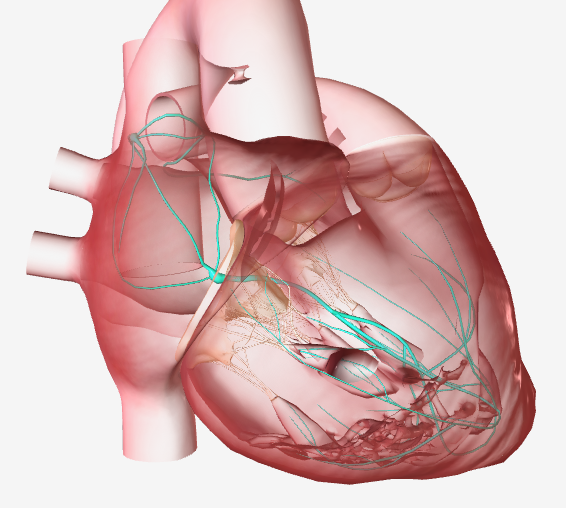 ChartAcademy's tweet photo. 📋 Need a Cardiac Anatomy review? 😑  

🔥❄️ What if we tied the review course to EP studies and ablations? 🤯 

Link to join: https://t.co/3Ihockr6t6

#VivaEP #EPeeps #Rewards #onlinelearning #Coaching #VirtualCoach #electrophysiology #pacemaker #nurse #CVT #radtech #biomed https://t.co/Uur7gFh6qF