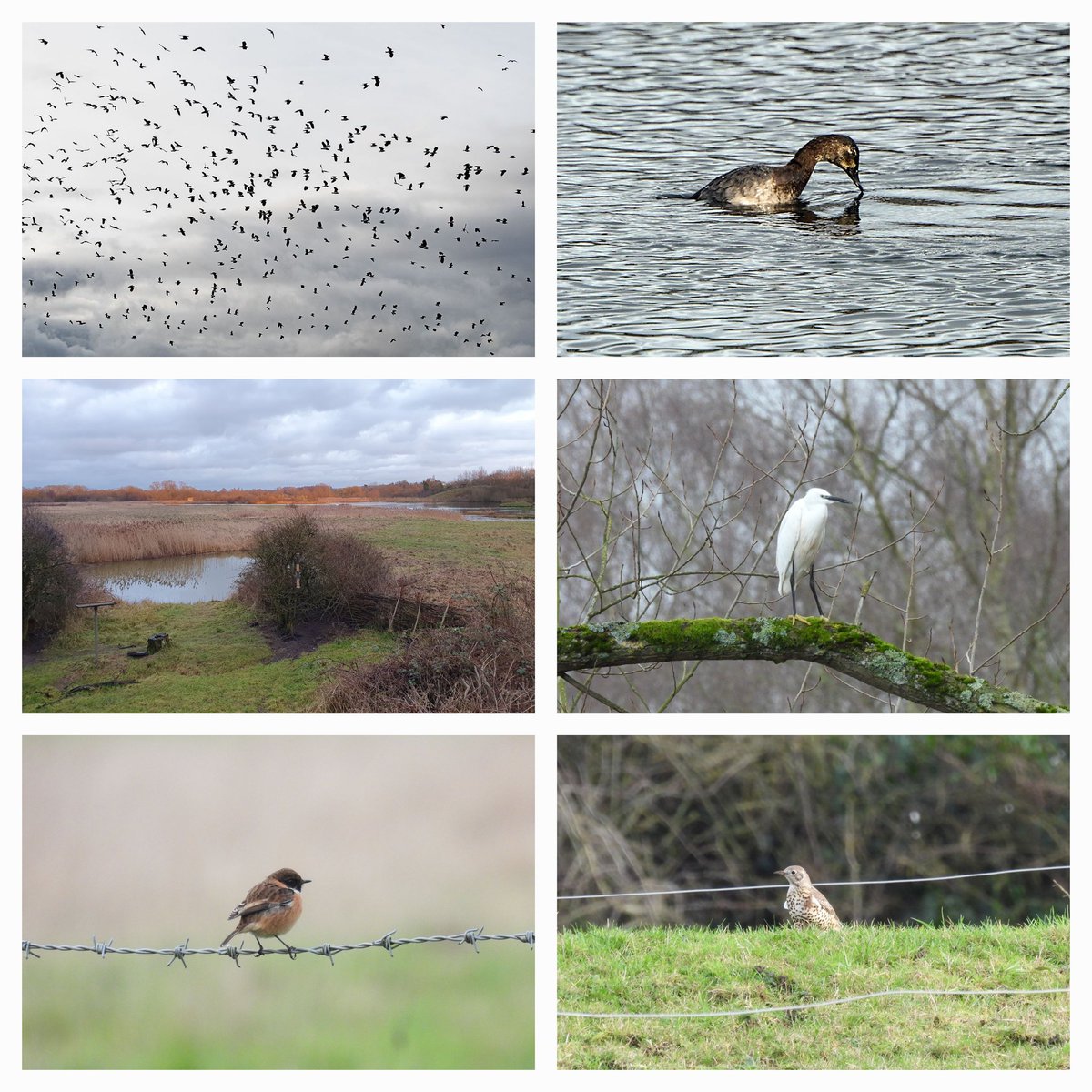 I can't fit all this week's bird news into a single tweet, so hope this helps!
@MercianBirding @WestMidsBirding
