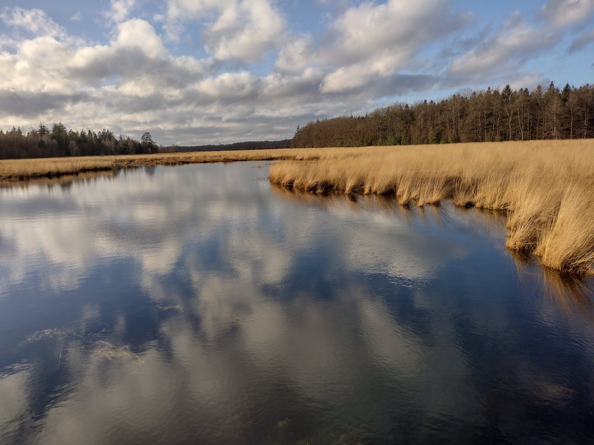 Hejado's tweet photo. Heerlijk middagje in boswachterij Grolloo https://t.co/0f9H0Vag26