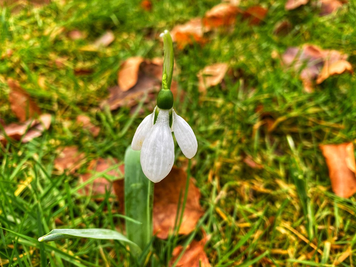 Eerste sneeuwklokje gespot. #wandelen #winter