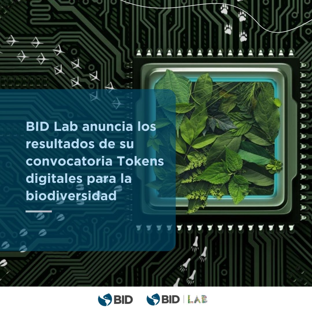 el_BID's tweet photo. ¡Estos son los resultados de la convocatoria de @IDB_Lab sobre #TokensDigitales para la #Biodiversidad! Conoce las soluciones innovadoras que usan estos instrumentos para promover la #AcciónClimática y la conservación de la biodiversidad: https://t.co/r4PJSqclQW @LACChain https://t.co/O5o6uLMtp2