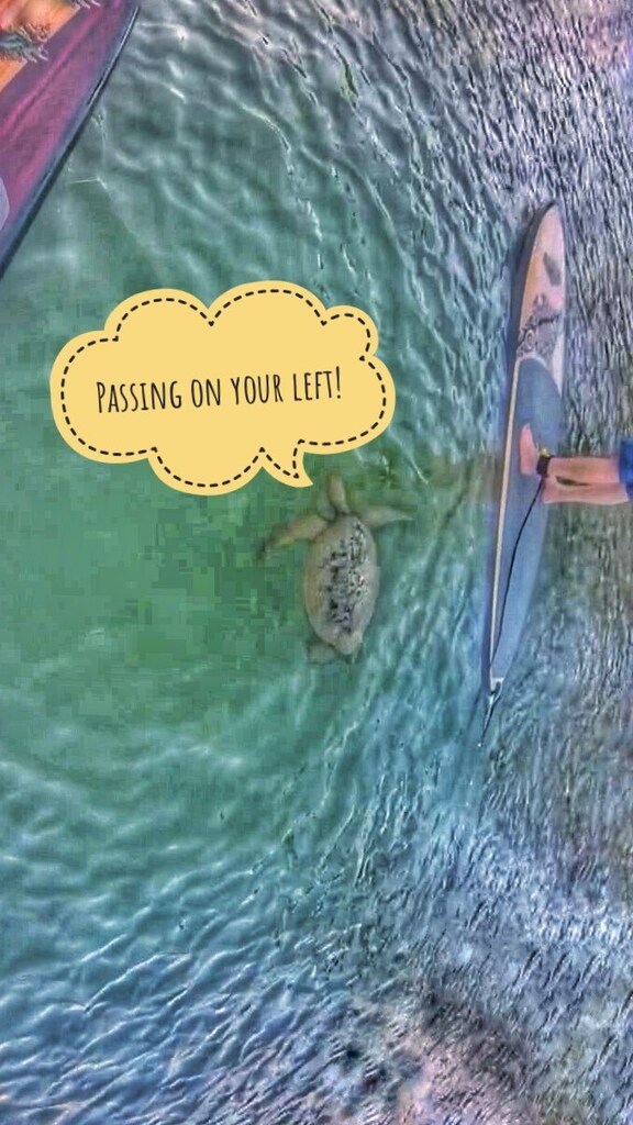 Outta My Way, Slowpokes!🐢
#TheSameHonuIveMetBefore
#seaturtle #standuppaddling #SUPBoard #paddlingdogs #standuppaddleboarding
#paddlingdogs #SUP #suppaddle 
#paddleboarding #HawaiianGreenSeaTurtle  #goodmorning #alohakakahiaka #HeyHeyHey #FatAlbert #… instagr.am/reel/CnKkjhgNW…