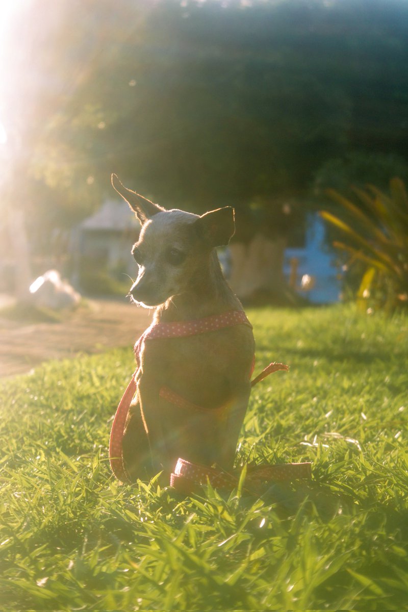Lesbeeeaan's tweet photo. @linguaadefora Meu amorzinho todo https://t.co/a6o4lle2Qu