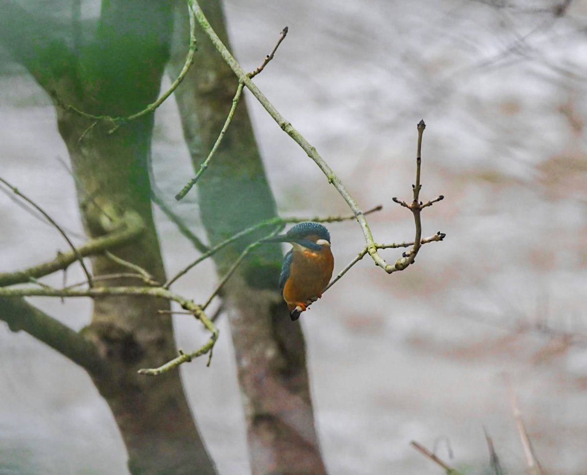 BarnyGas's tweet photo. Managed to dodge IKEA with the wife/kids and went in search of Kingfishers instead #kingfisher #wildlifephotography #twitternaturecommunity #eastvillepark https://t.co/N80E67zGq0