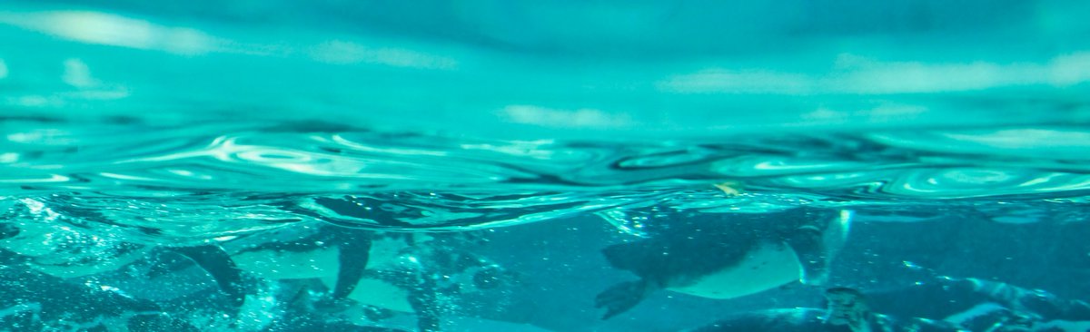 sharpfocus's tweet photo. #penguins @chesterzoo Not quite your 'usual' shot! #zoos #water #bluewater #penguinphoto https://t.co/3kqPd8sinf