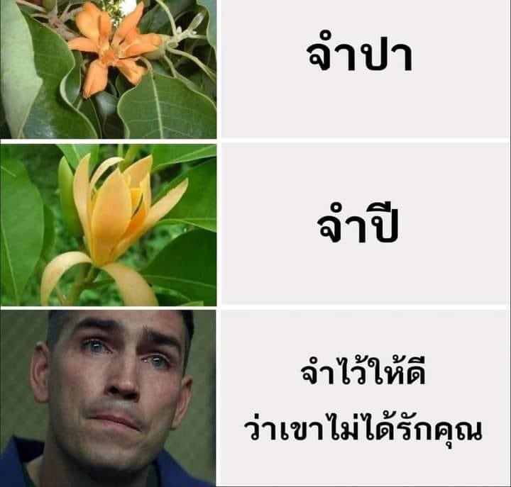 กรีน (@greenlovejubie) on Twitter photo 