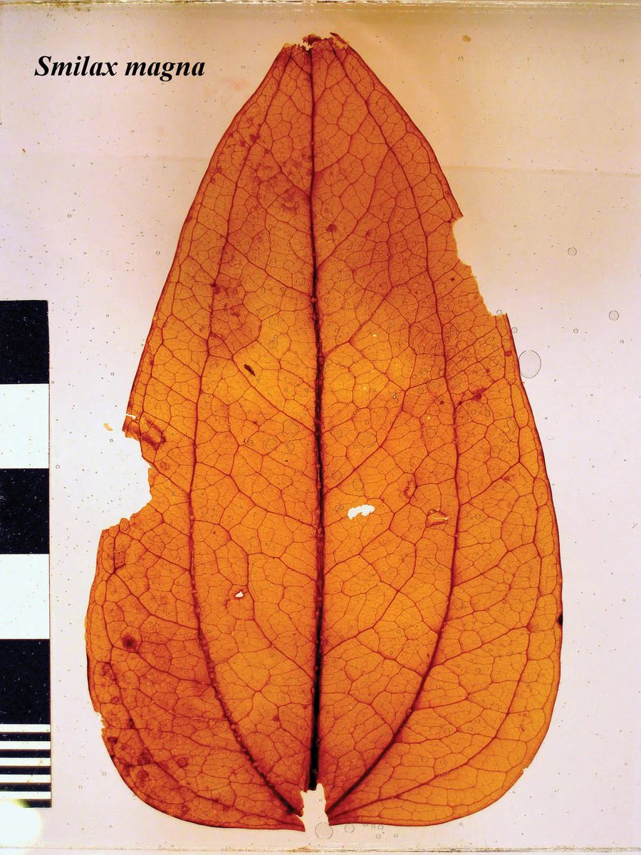 FossilBonanza's tweet photo. This week, we'll go swimming in the ancient freshwater Lake Clarkia. Clarkia Fossil Beds is a 15 million year old fossil site in Idaho, USA. It's locally renowned for its fossilized leaves which were preserved in the anoxic lake bottom.
#ClarkiaWeek #Paleontology https://t.co/YUzrR8fJM4