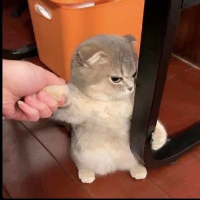 lined cats (@linedcats) on Twitter photo 