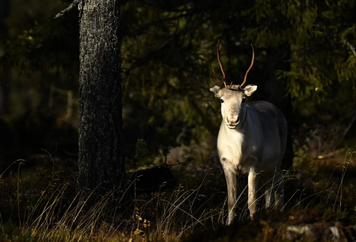 Un ren enmig d'un bosc a prop de Vikajärvi, Finlàndia
📷Olivier Morin, 2022