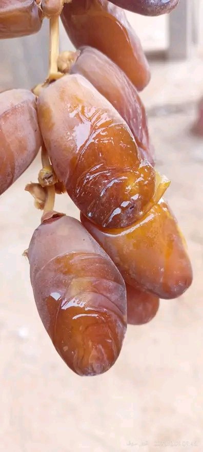 دقلة نور الجزائرية
#تراث_الجزاير_العريق