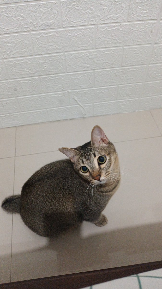 2023 🐾 on Twitter: "Help jam setengah 3 pagi 🐈‍⬛ ngereog lari" injek