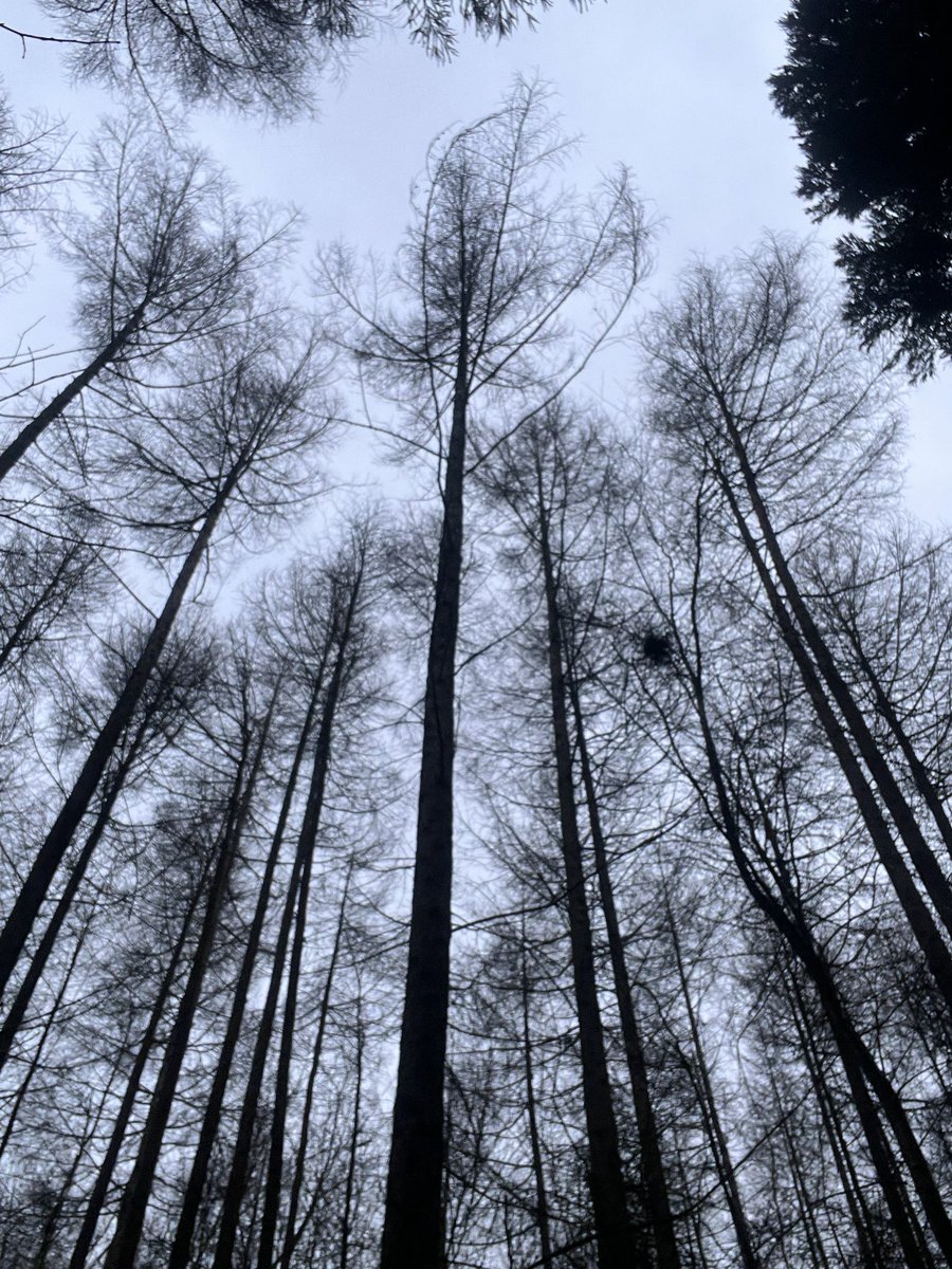 BeautifulHighw1's tweet photo. Just look at these magnificent tall winter trees! #Battle #GreatWoods #EastSussex https://t.co/ed39fWuj33