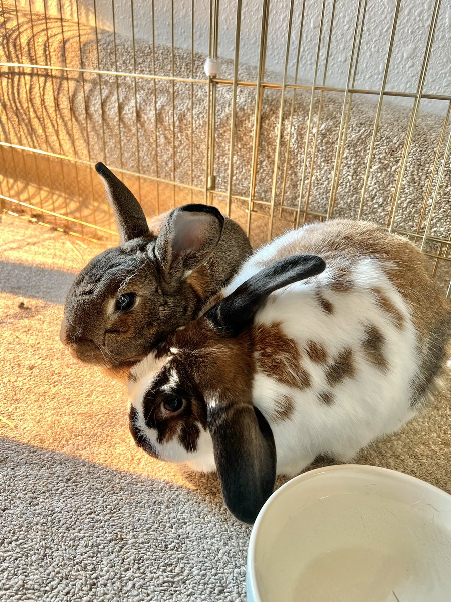 my bunnies need to go to the vet for a checkup, but a current RHDV2 (hemorrhagic disease) vaccine is required which costs about $400 🥲 i totally don’t expect help on this; rabbits are expensive! but here’s my ko-fi if you can spare a few $ for them

ko-fi.com/clammyheart