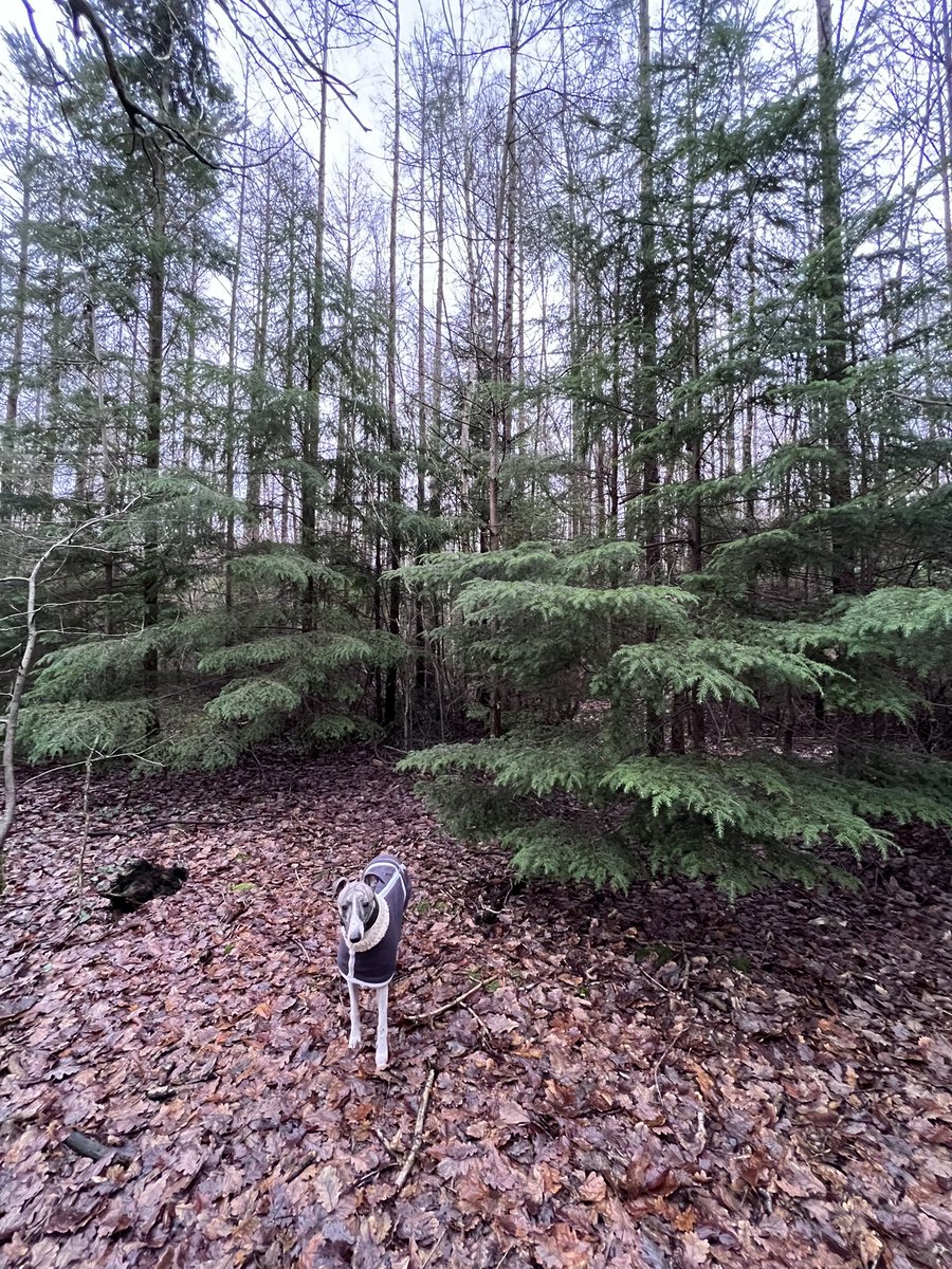 BeautifulHighw1's tweet photo. I think someone enjoyed their walkies in the woods today! These trees are so beautiful. What a wonderful variety of mainly evergreens, but different shapes and sizes. #woodland #evergreen #pineforest #EastSussex https://t.co/QZ62aiuC4W