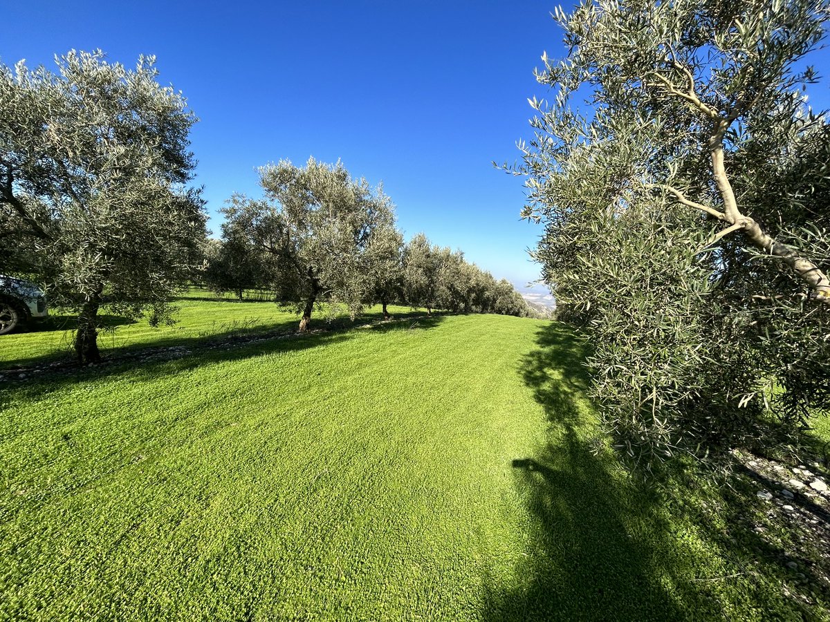 Con la nueva PAC, las cubiertas vegetales adquieren un gran protagonismo. Os dejo un enlace para aprender más sobre estas cubiertas vegetales.  #olivar #olive #aove oliviculturayolivar.com/2020/04/conser…