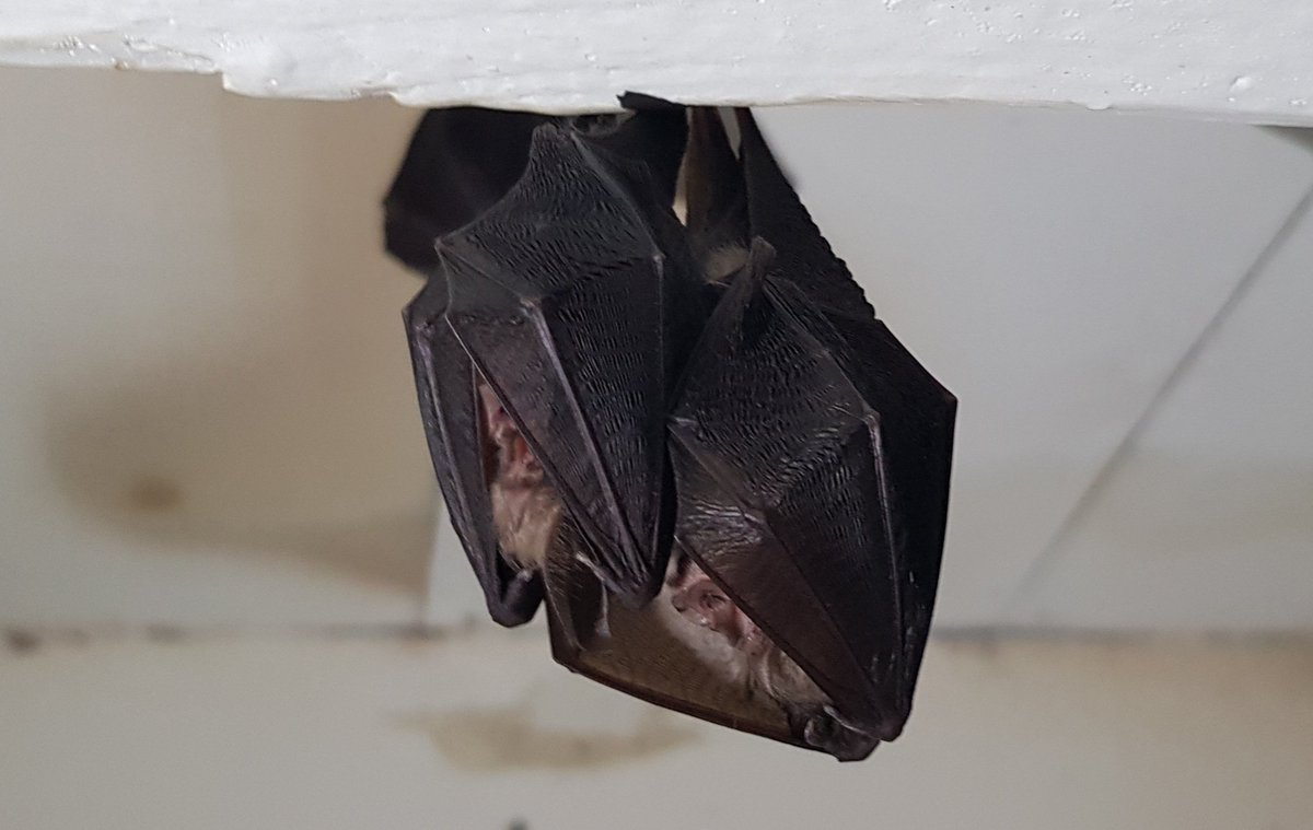 A rare sight: a mummy and baby lesser horseshoe bat seen hibernating together during a monitoring visit to a hibernaculum  #protectedspecies #bats #hibernation #winter