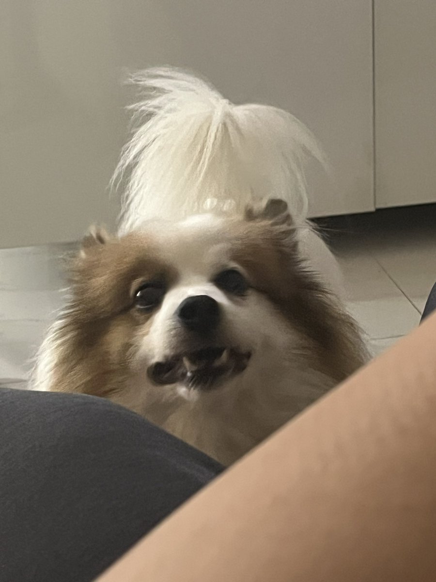 juliaxtran's tweet photo. Tootsie, Tootsie, oh so sweet,
With your fluffy fur and tiny feet.
You may be a little mean,
But to me, you're more than just a scene.

You don't like other dogs or people, it's true,
But with me, you're always happy and brand new.
You may not be fond of children, I understand, https://t.co/eCXIRlJBq4
