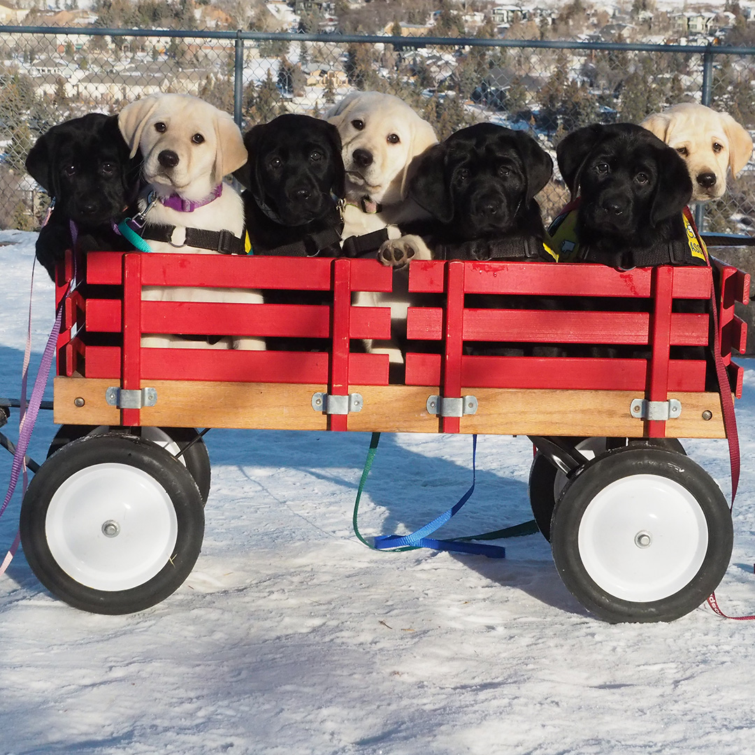 PADSdogs's tweet image. We are now accepting applications for Volunteer Puppy-Raisers in the Calgary region. Join our community of people who love dogs and care about changing lives, one dog at a time!  #PADSPuppies #RaiseAPuppyChangeALife #PADSCalgary
Apply Now: pads.ca/volunteer/