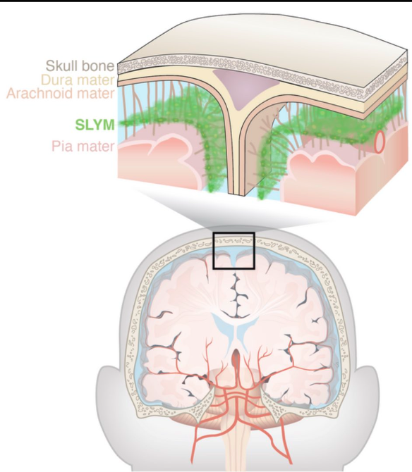 A new anatomical membrane that protects the brain:
Møllgård et al. found a fourth meningeal layer (3 layers before, dura, arachnoid, pia mater) called the subarachnoid lymphatic-like membrane, SLYM provides fundamental insights into brain immune barriers and fluid transport.