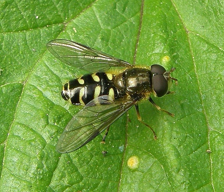 Four species of Dasysyrphus hoverflies recorded in one relatively small part of Abernethy Forest on 4 June 2022 (neovenustus, pinastri, tricinctus, venustus). Part of the impressive list of insects generated that day. #HappyMemories