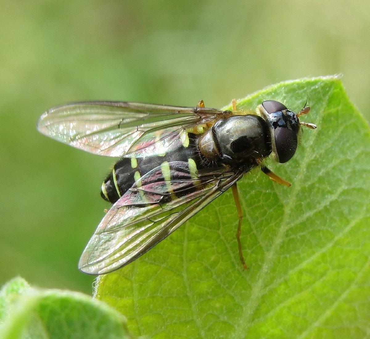 Steven Falk tweet media