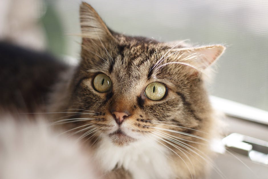 RankTheVoteNE's tweet photo. Curious to know who won the Cat Mayor race in December with Ranked Choice Voting  ballots? Check out the results here: https://t.co/BUwYV1BQ7Z
#rankedchoicevoting #RCVPolls #CatsnRankedChoiceVoting https://t.co/THz5pypGTv