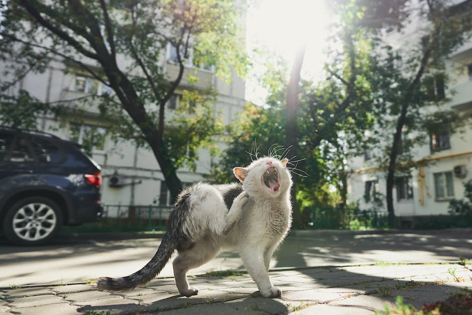 RankTheVoteNE's tweet photo. Curious to know who won the Cat Mayor race in December with Ranked Choice Voting  ballots? Check out the results here: https://t.co/BUwYV1BQ7Z
#rankedchoicevoting #RCVPolls #CatsnRankedChoiceVoting https://t.co/THz5pypGTv