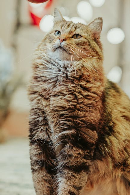 RankTheVoteNE's tweet photo. Curious to know who won the Cat Mayor race in December with Ranked Choice Voting  ballots? Check out the results here: https://t.co/BUwYV1BQ7Z
#rankedchoicevoting #RCVPolls #CatsnRankedChoiceVoting https://t.co/THz5pypGTv