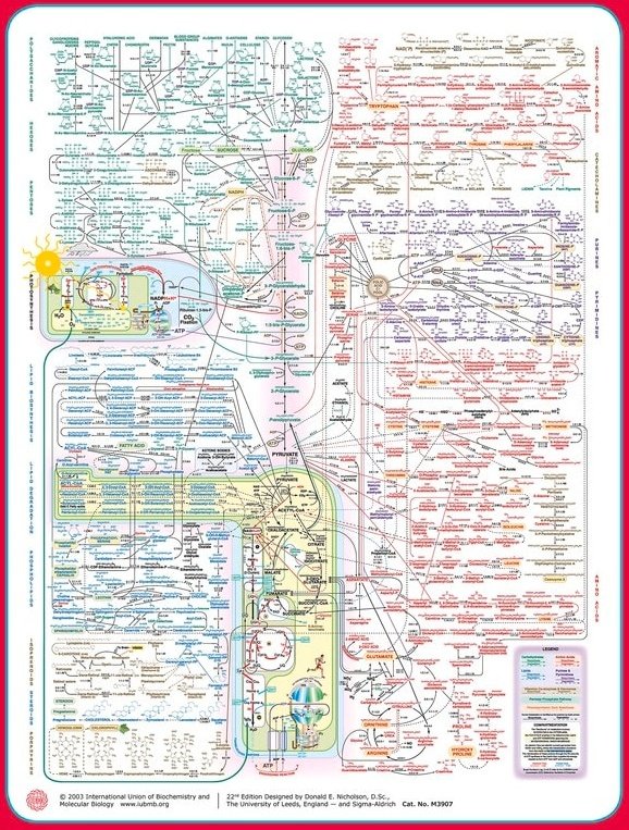 Innov_Medicine's tweet photo. A simplified overview of Metabolism h/t @torres_adan_ https://t.co/ADg5VmEez4