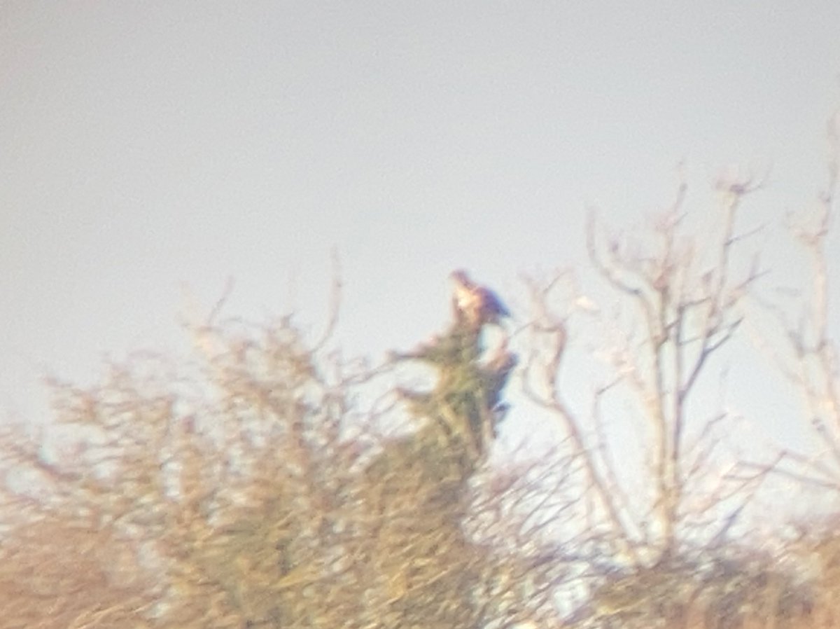 BaileyBirders's tweet photo. Some lovely birds in Norfolk today. White-tailed eagle, shore lark, snow bunting, red-necked grebe and black guillemot at Holkham. @cleyspy for the long-eared owl and Warham Greens for merlin, hen and pallid harrier. Lots of friendly, helpful birders especially @DJLbirding https://t.co/NtJ6900tz9