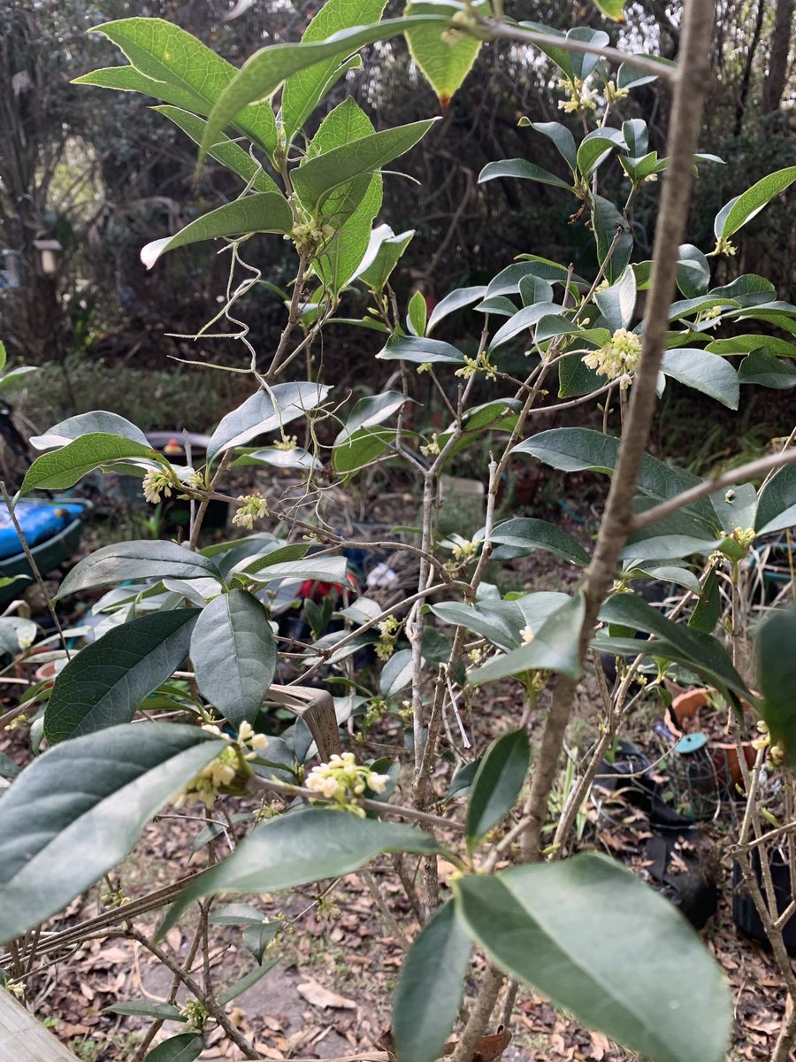 TinaMcElroyAnsa's tweet photo. Lord! I was merely going up up the steps when I was stopped by the breath-taking scent of winter-blooming #teaolive bush. Gardeners! Home dwellers! Joy seekers! Get you a tea olive. In-ground or in containers. Mine is outside in big black felt bag. It was Mudear’s favorite plant. https://t.co/VzewB2mR2s