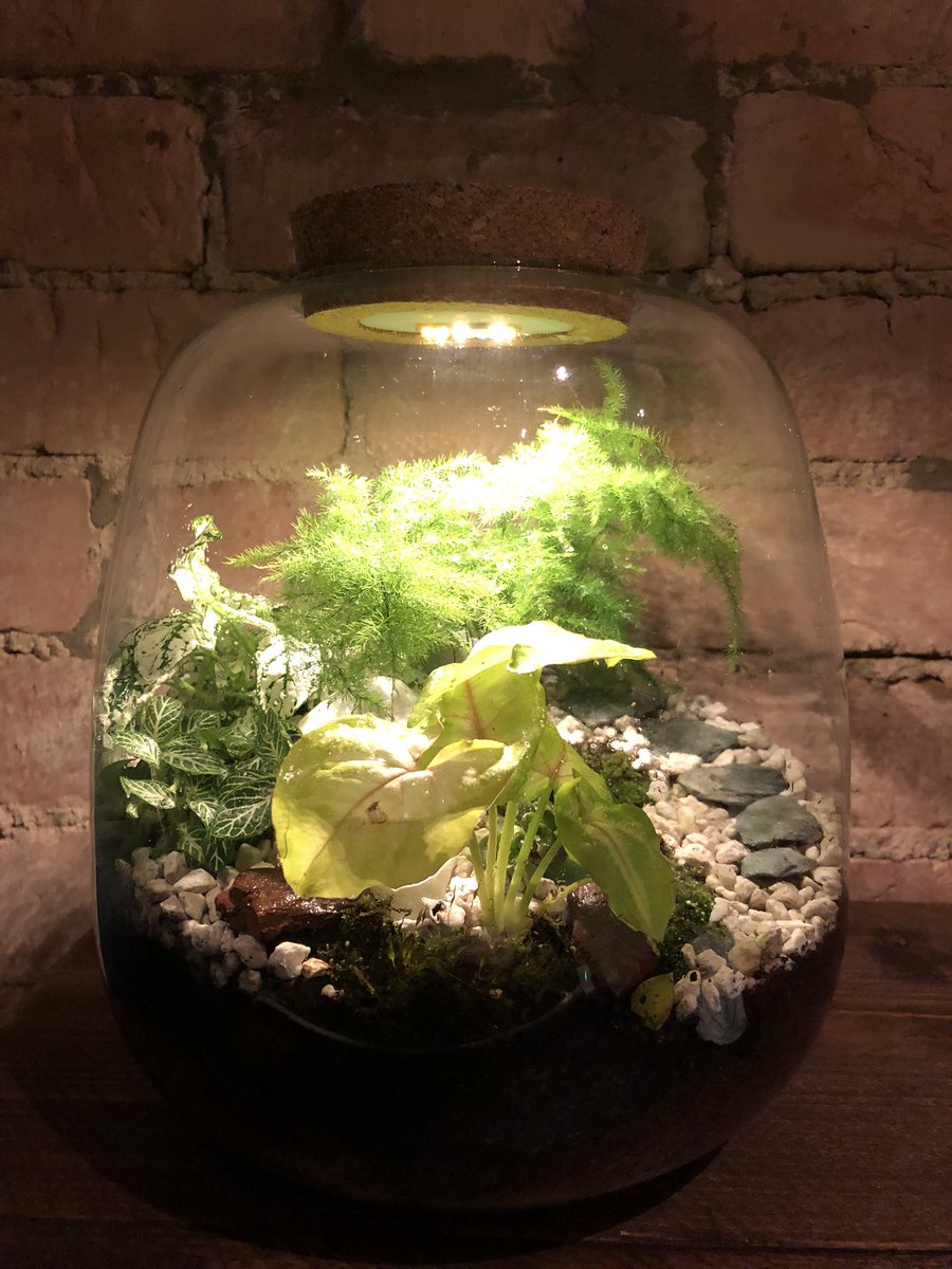 alexlee_design's tweet photo. Made a terrarium for my desk earlier, bloody love it 🪴 #terrarium #plants https://t.co/9S48Pcu0Uo