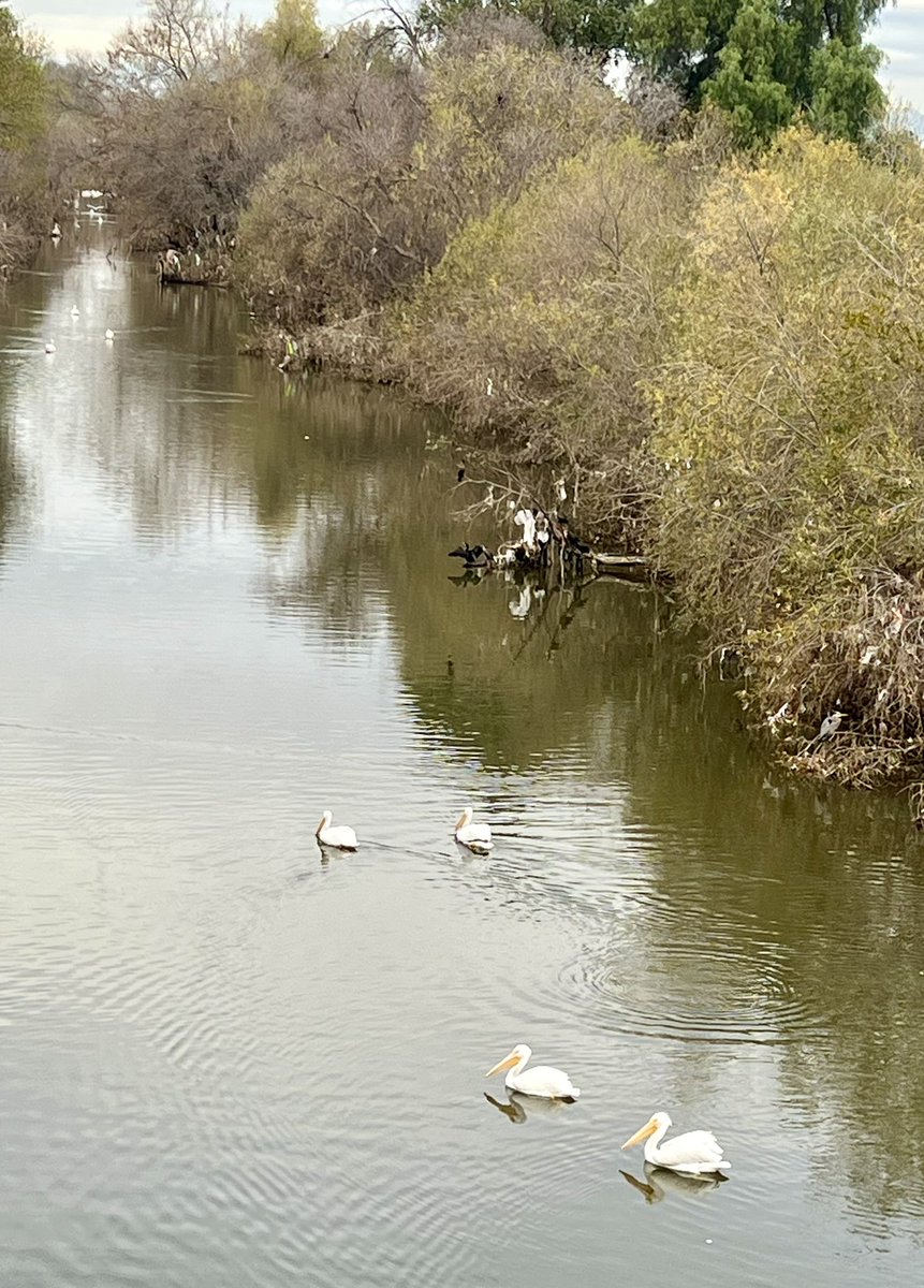 Cool to see water &amp; Pelicans in #LARIVER on my run@today. Trash- not so cool. #AtmosphericRiver
