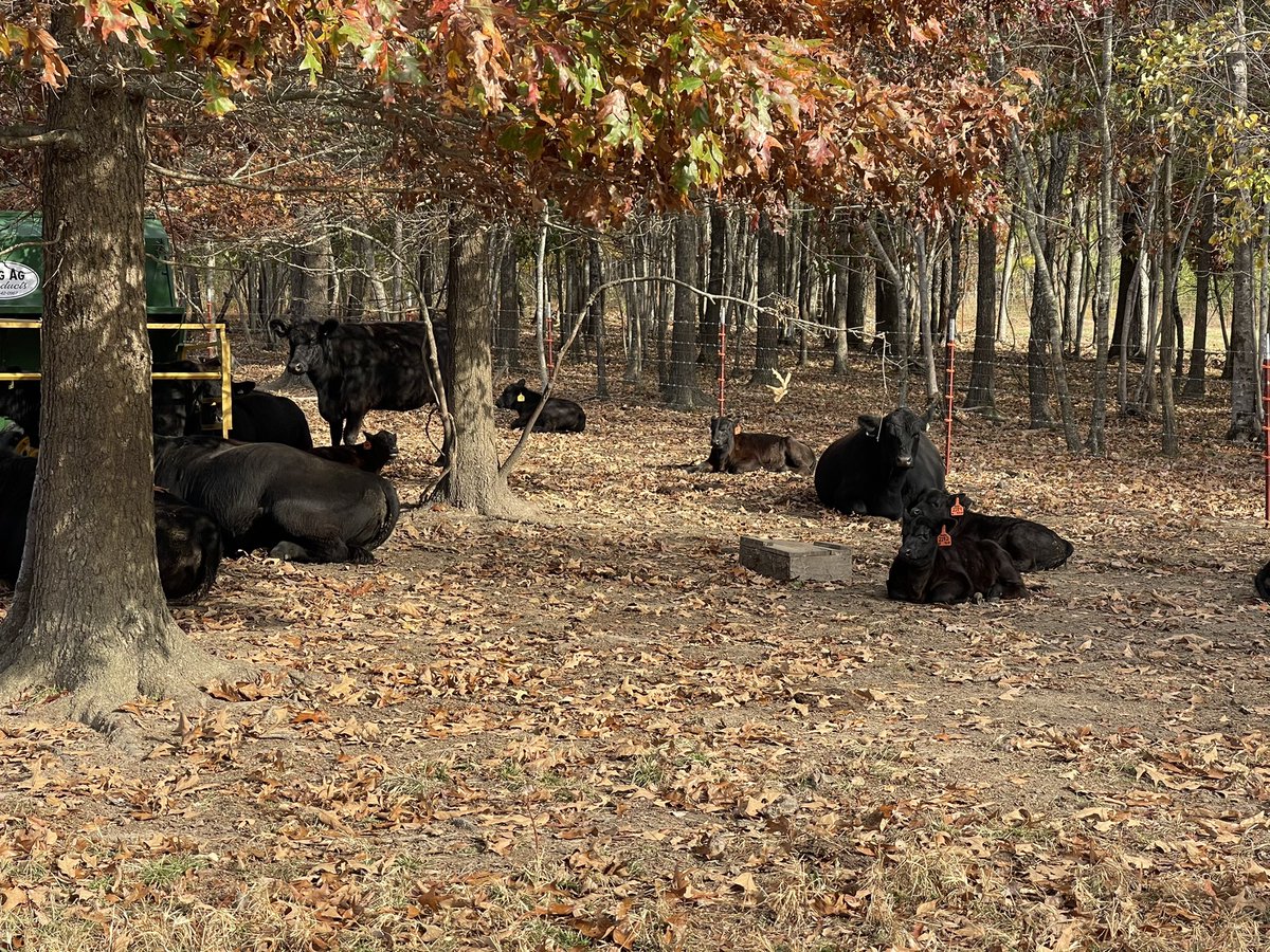 Brad Rochelle tweet media