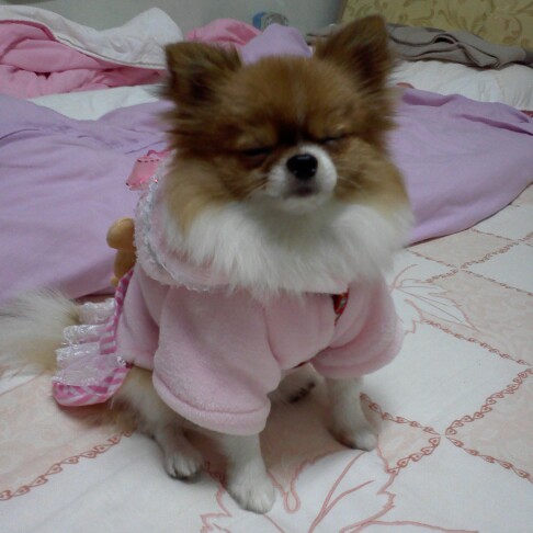 juliaiee2022's tweet image. 🐕🐕🐕🐕