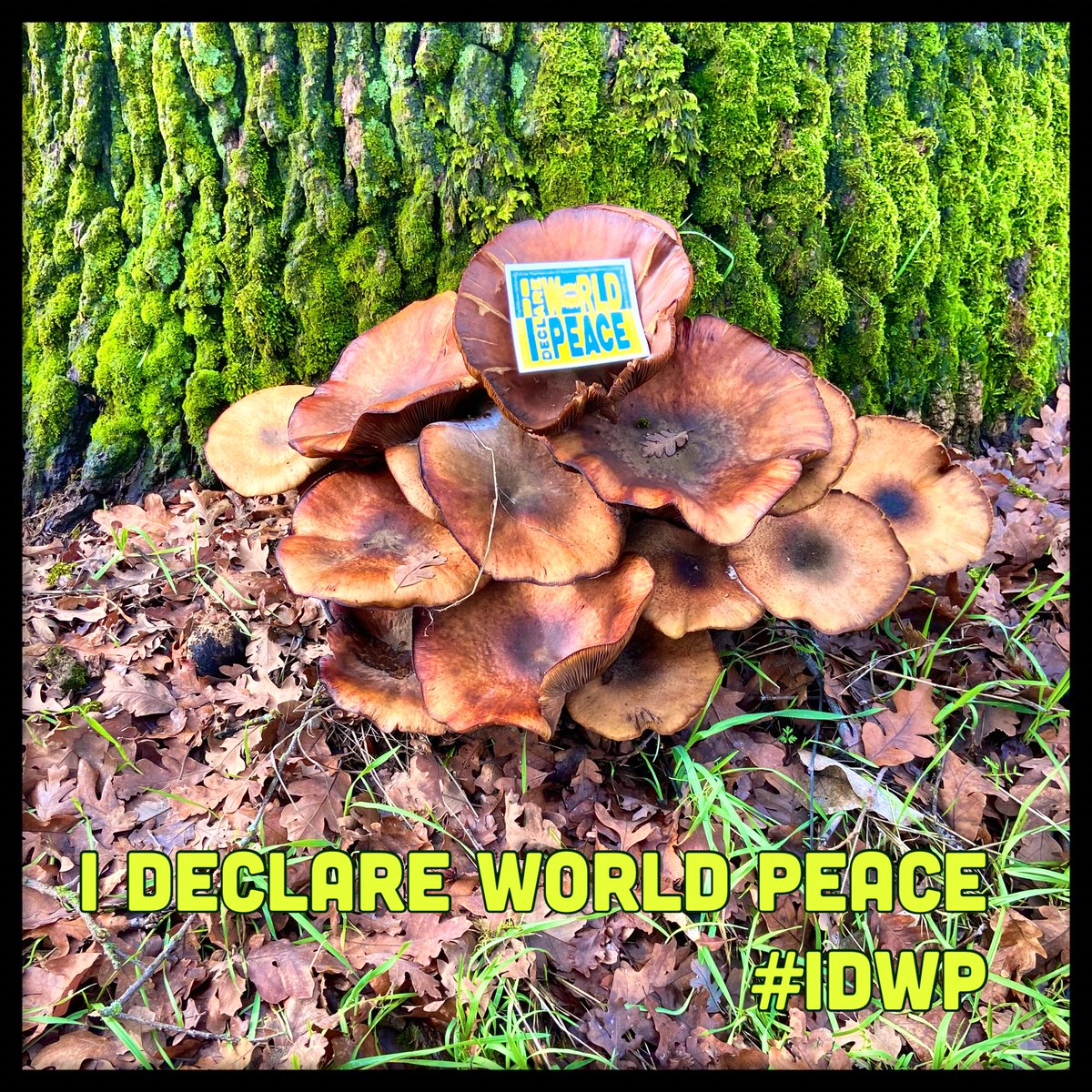 MM Molthen 🪷💙☮️🟧 (@mm_molthen) on Twitter photo <a href="/idclrWorldPeace/">World Peace</a>
Fungi Fun-Guys!
#BeTheChange Peaceniks!
Make your #IDWP vid & raise #GlobalPeaceConsciousness; add the internat’l ☮️ hashtag #IDWP to your profile.
Make ❤️/🎨/🎶 NOT WAR.
As you #MANIFEST; include #PEACE!
•It's a BᏋÅUƬIҒUԼ ÐÅᎽ for ƤᏋÅℂᏋ on ᏋÅƦƬḨ! <a href="/idclrWorldPeace/">World Peace</a>
Fungi Fun-Guys!
#BeTheChange Peaceniks!
Make your #IDWP vid & raise #GlobalPeaceConsciousness; add the internat’l ☮️ hashtag #IDWP to your profile.
Make ❤️/🎨/🎶 NOT WAR.
As you #MANIFEST; include #PEACE!
•It's a BᏋÅUƬIҒUԼ ÐÅᎽ for ƤᏋÅℂᏋ on ᏋÅƦƬḨ!