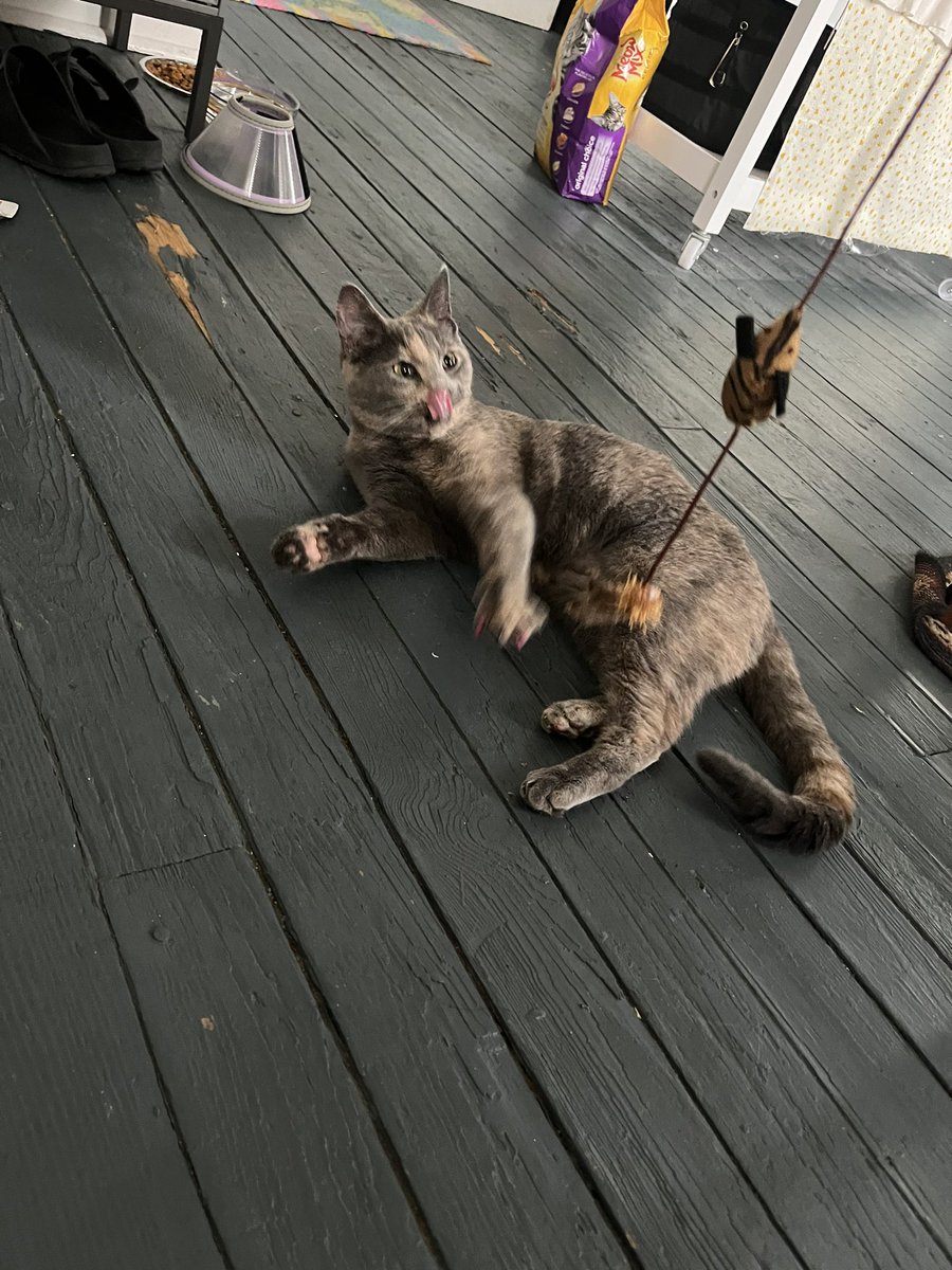 allithatsme's tweet photo. never going to shut up about my cat now srry 😌💕 https://t.co/EL4NPzdH1k