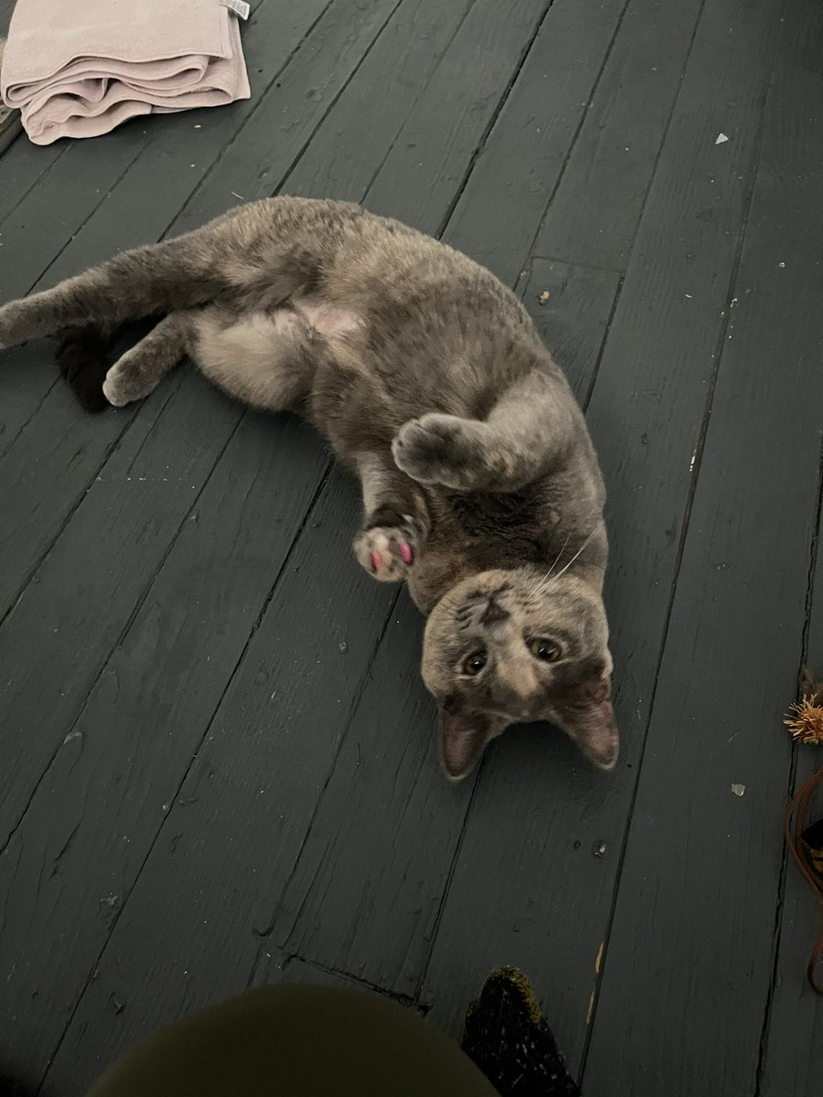 never going to shut up about my cat now srry 😌💕